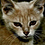 kedy_bogan